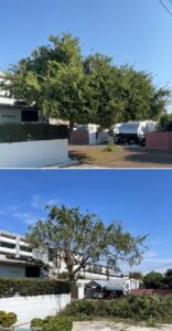 Tree Trimming San Diego by Joel Tree Service