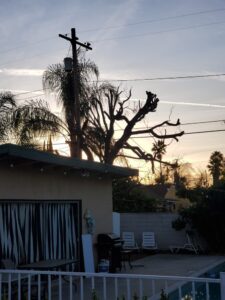 Trimming for Fire Prevention San Diego by Joel Tree Service